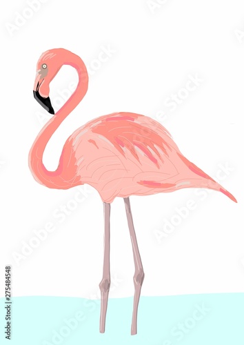 cute flamingo