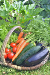 Wall Mural - basket full of fresh vegetables in front of foliage in vegetable garden