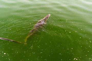 Canvas Print - Water monitor in the water