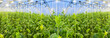 © hacohob - Growing cucumbers in a big greenhouse