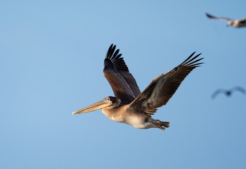 Sticker - Brown pelican in flight