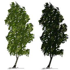 Two birches (Betula L.) with green foliage, on wind, on a white background