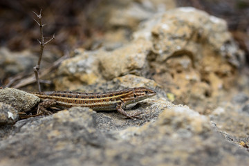 Edward's Sand Racer, Pasammodromus edwarsianus.