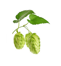 Close Up Fresh Green Hops Isolated On White