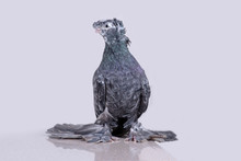 Chelkar (dove Gray) Sits On A Reflective Surface And Looks Into The Camera