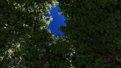 Wall Mural - Looking up through  cirlce trees to see a beautiful sun