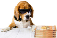 Business, The Dog Boss In The Office Earns And Recounts Money, Work Abstraction