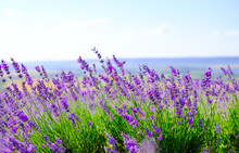 Flowering Lavender Field In Sunny Weather In Summer
