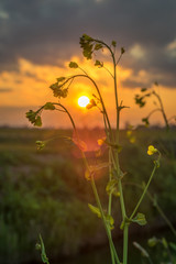Wall Mural - beautiful wildflower while the sun sets below the horizon. stunning colors at sundown.