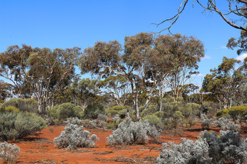 Reafforested landscape in the Western Australian goldfields (Karlkurla bushland park, Kalgoorlie)