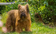 Adult briard dog standing in the garden