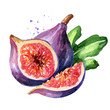 Fresh ripe purple fig fruit and slices with leaf. Watercolor hand drawn illustration, isolated on white background