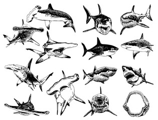 Wall Mural - Graphical set of sharks isolated on white background, vector illustration