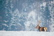 © belyaaa - Deer in beautiful winter landscape