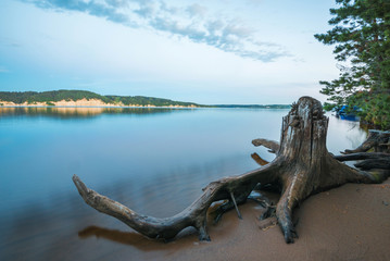 Wall Mural - sandy bank of the river near a pine forest with a snag at dusk overlooking the other rocky shore.