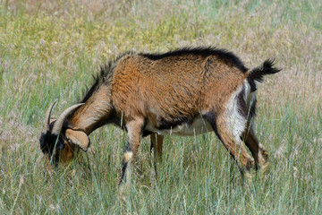 Brown, black and brown goat with horns grazing in pasture of wild grass