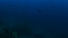 School Of Bluefin Trevally, Caranx Melampygus In Andaman Sea 