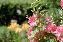 Tender Hollyhock (Alcea) Pink Flowers In The Summer Garden Close-up