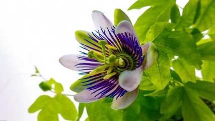 Wall Mural - Timelapse of passion flower bloom opening and closing on white background.4K