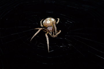 Making a web