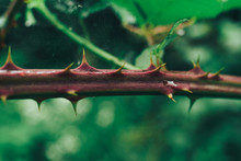 Close Up Thorn On A Green Background. Macro View.