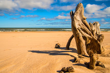 Driftwood At A Beach Of The Baltic Sea