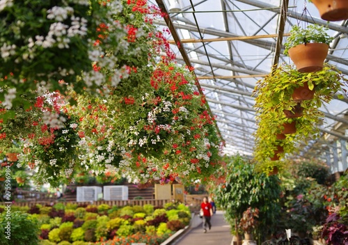 植物園の温室で育てられる満開の花 Stock Photo Adobe Stock 植物園の温室で育てられる満開の花 Stock Photo Adobe Stock
