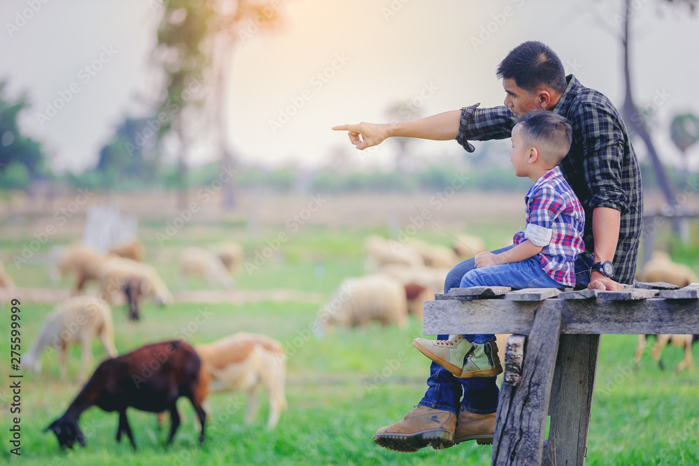 Father and son sitting looking away and pointing at sheep grazing on farm with sunset background