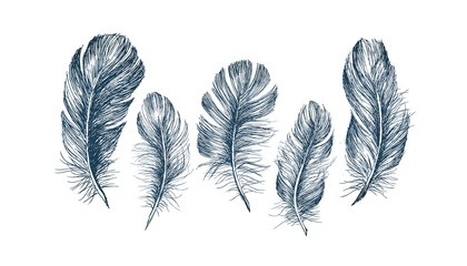 Wall Mural - Hand drawn feathers. Doodle sketch.