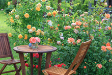 Romantic Sitting Area In The Rose Garden, Round Wooden Table And Chairs Near The Large Flowering Bushes Of English Roses