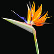 Strelitzia Reginae orange tropical flower bouquets. Vector illustration