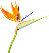 Strelitzia Reginae Orange Tropical Flower Bouquets. Vector Illustration