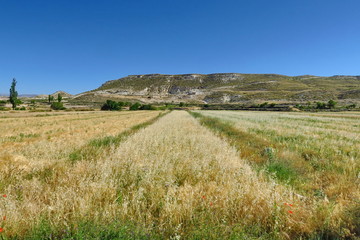 Canvas Print - Champs  de céréales dans un paysage montagneux. Espagne.