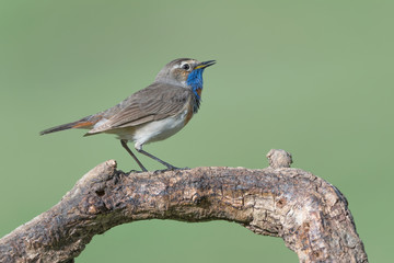 Wall Mural - A spectacular bird, the Bluethroat (Luscinia svecica)