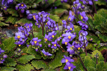 beautiful flowers in nature in the botanical garden