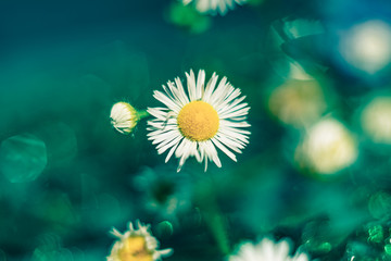 Poster - Beautiful light bokeh and flower on a green background.