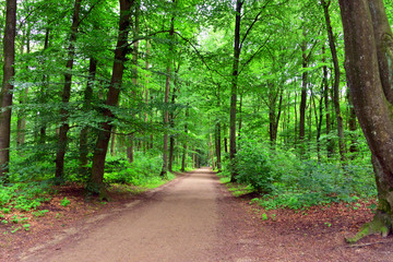 path in the forest