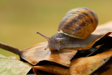 caracoles de campo en las hojas