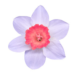 Sticker - flower pink white narcissus,  isolated on a white  background with clipping path. Close-up. Nature.