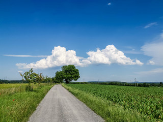 Wall Mural - Feldweg geradeaus und Wolkenhimmel