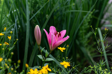 Wall Mural - reverse angle view of the first pink lily of the season is opening up