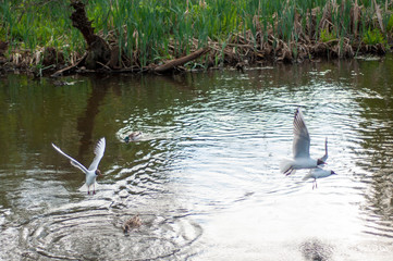 Gulls and ducks on the lake