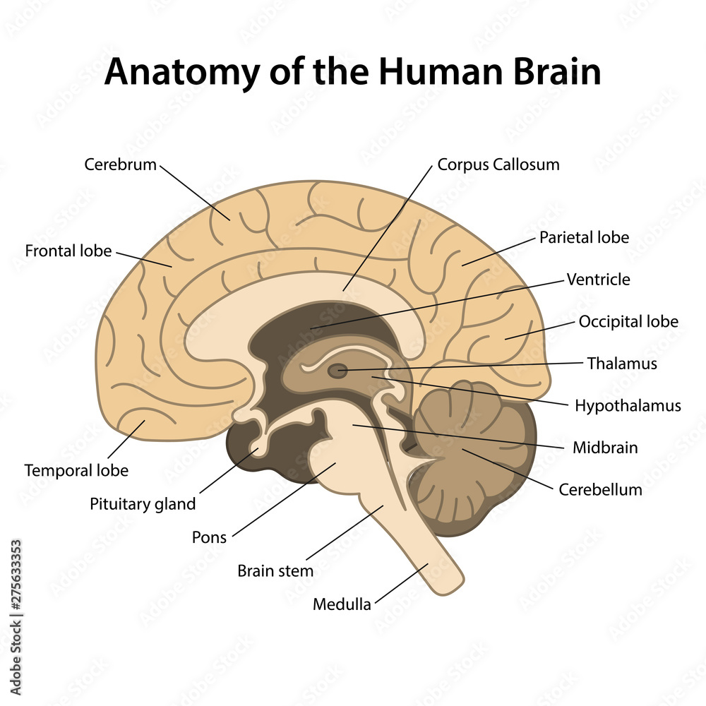 The structure of the human brain. Таламус и гипоталамус. brain anatomy. срез таламуса.