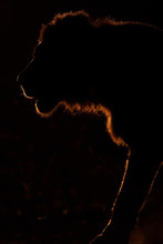 Silhouette Of Lion