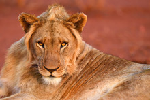 Portrait Of Lion Looking At Camera