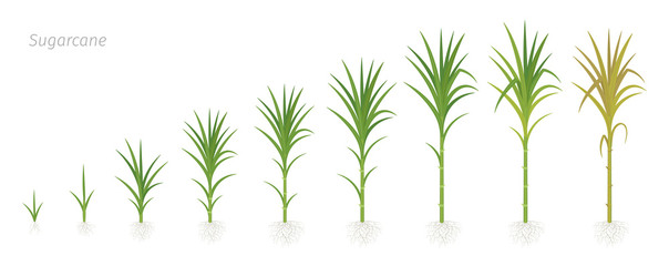 Wall Mural - Crop stages of Sugarcane. Growing sugar cane plant used for sugar production. Vector Illustration animation progression.