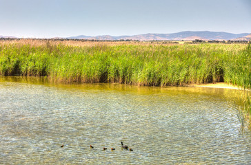 Wall Mural - Tablas de Daimiel National Park, Spain