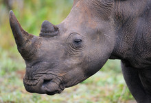 White Rhinoceros Close Up Head