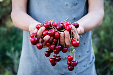 Man With Freshly Collected Cherries In His Hands.