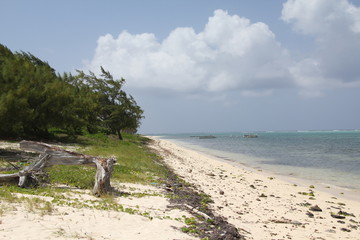 Wall Mural - tropical island grand cayman beach summer